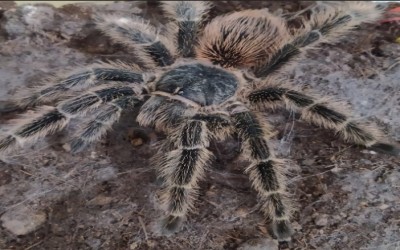 LASIODORA SUBCANENS SLING TARANTULA